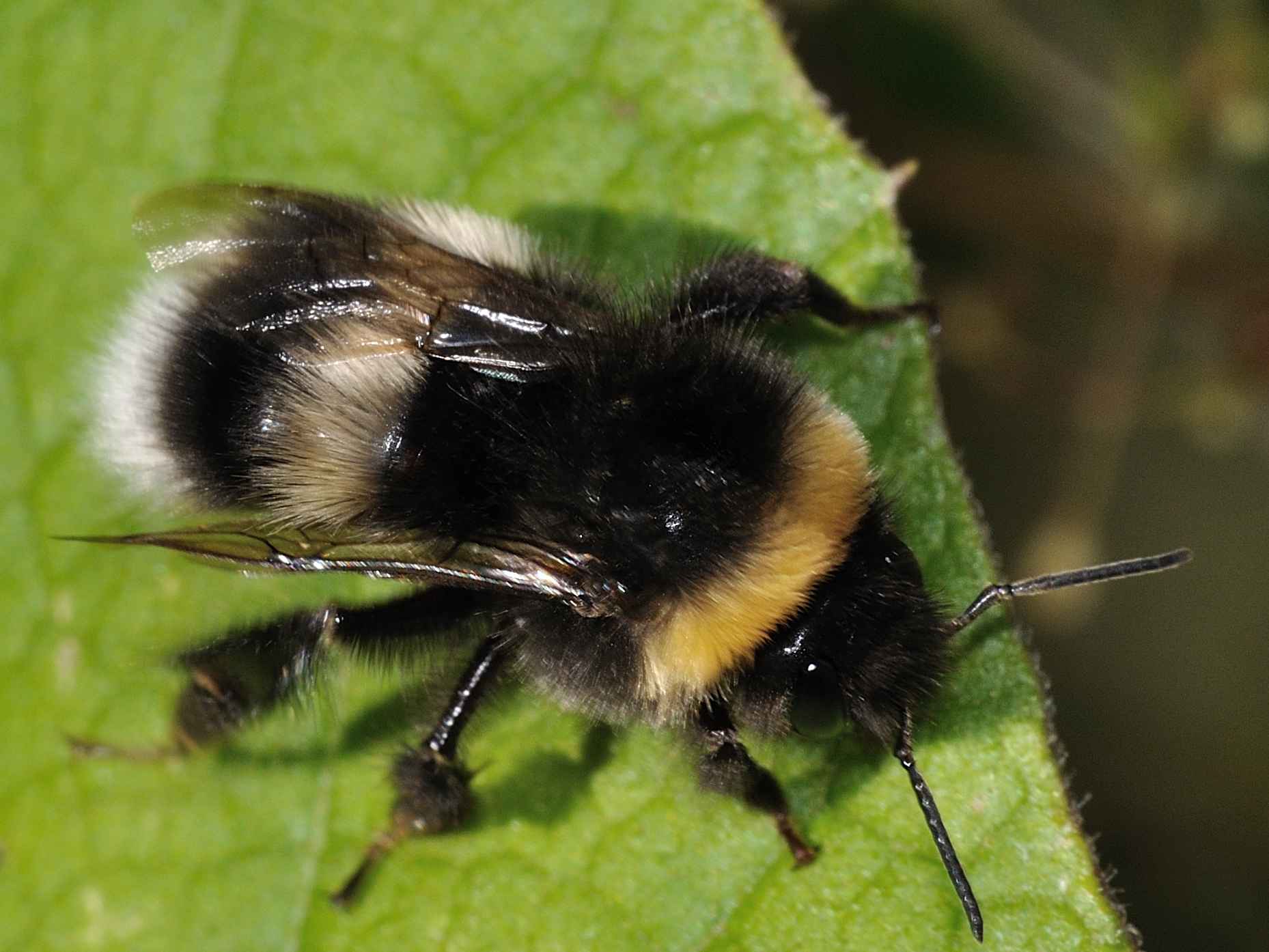 Bombus terrestris ???